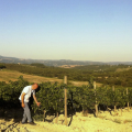 alberto-ravazzi-tuscan-vineyards